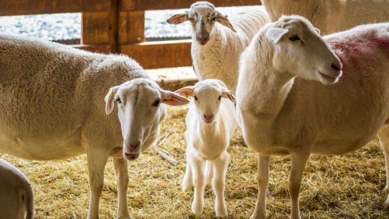 2026 Kurbanlık Fiyatları ve Küçük-Büyükbaş Pazar Gündemi