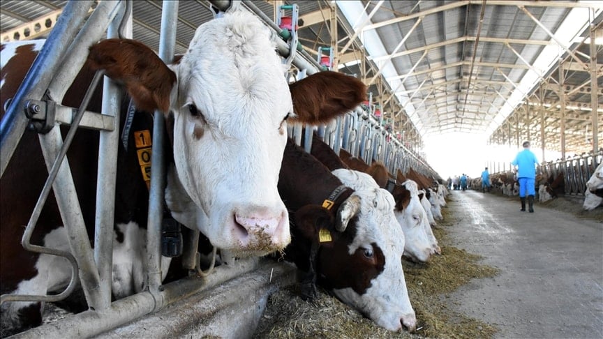 2026 Kurbanlık Fiyatları ve Küçük-Büyükbaş Pazar Gündemi